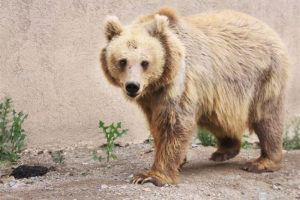 Brown tianshan bear